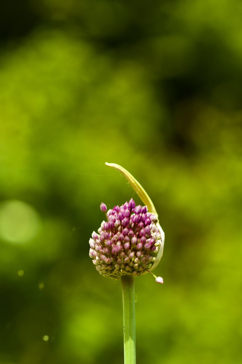 leica_summicron's tweet photo. #ネギ #ネギボウズ #GreenOnion #noctilux
75mm f1.25 https://t.co/fQi2pOJiS7
