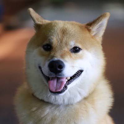 #Marutaro thrives under the open sky. Whether he’s basking in the sun, sniffing flowers, his adventures in nature are refreshing and heartwarming. He’s the perfect reminder to slow down and appreciate the world around us.💖✨

#shibainu #doglovers #Ethererum