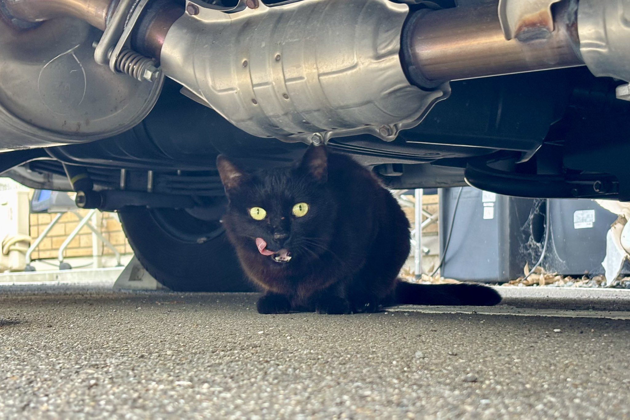 黒猫ページ 猫をコンセプトにした人気シリーズからオリジナル限定万年筆