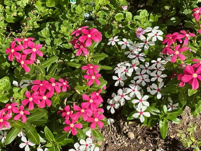 🌸ホテルの花壇が鮮やかになってまいりました🌼

お近くにお越しの際は、ぜひご覧くださいませ☺️✨本日もどうぞお気をつけて、いってらっしゃいませ♪

#東横INN
#東横INN北見駅前