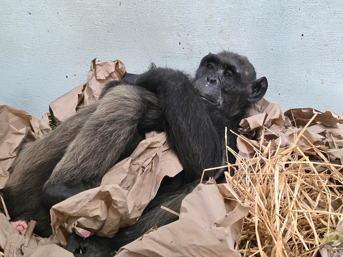 prim8rescue's tweet image. Noelle is looking cozy in her self-made straw and paper nest😍
