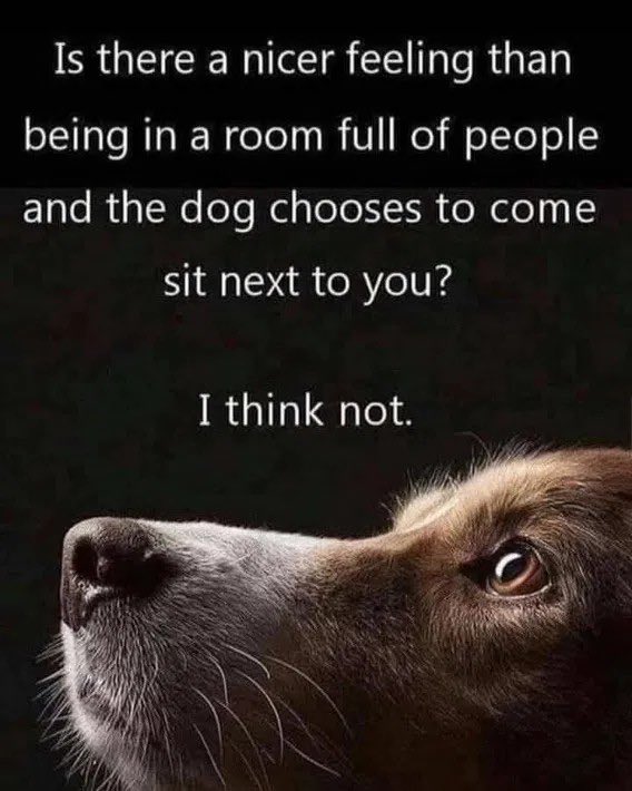 PaulShortino's tweet image. My Friend Joe sent me this Love Dogs ❤️❤️❤️