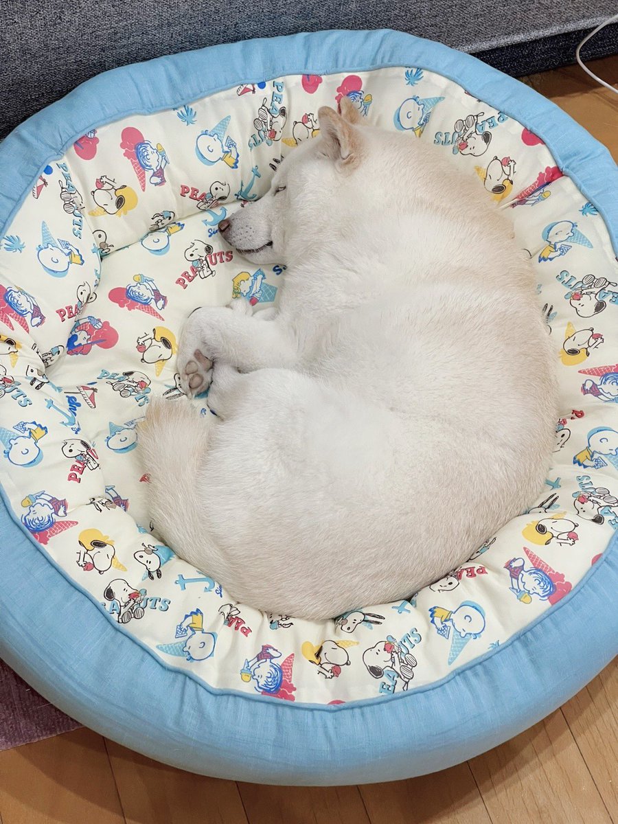 #かわいいと思う画像をなんでもいいので無言で1枚あげろ