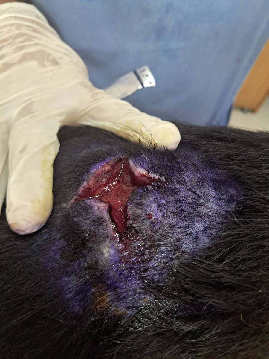 Necesitamos 1 faja para Pupusa nos apoyan 🙏 #ayuda <a href="/Alejand35954067/">Alejandro Miranda Martínez</a> <a href="/cantanteioh/">LukaPopi</a> <a href="/Chonita19731971/">Chonita@19731974</a> <a href="/AnaGuzman1555/">Ana Guzman</a> <a href="/DulceBonbom4589/">💞 😻🍬 DULCE BOMBOM 🍬😻 💞</a>