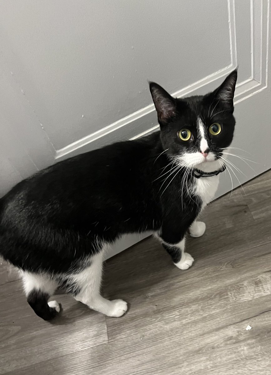 ZaoNecklaces's tweet image. How do I know if my cat needs glasses?
So many people need vision correction and we don't know about our furry loved one's vision. What if Nano is blurry-visioned and I am not aware?
Also, he helped make these tables and listed them on Zaonecklaces.com
#handmade #confetti