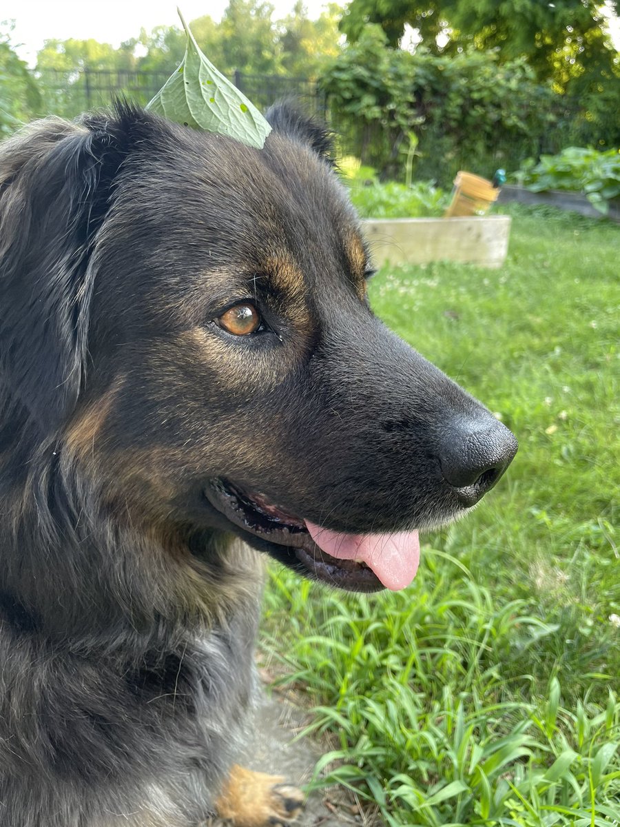 I made him a little leaf hat.