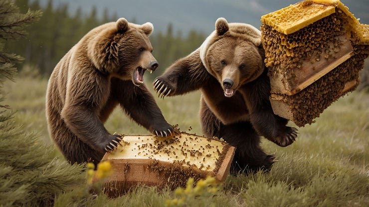 SolarBearsllbll's tweet photo. Programme double ce soir pour les SBears. À l'approche des duels le Dg P.Provencher est est allé de ses impressions : Bujold a beau pas être là, le python fera pas de prisonnier à soir, les grosses abeilles et le club pas de nom sont mieux d'être prêts! puck drop 7:30 PM ET. https://t.co/5A7BDesoPz