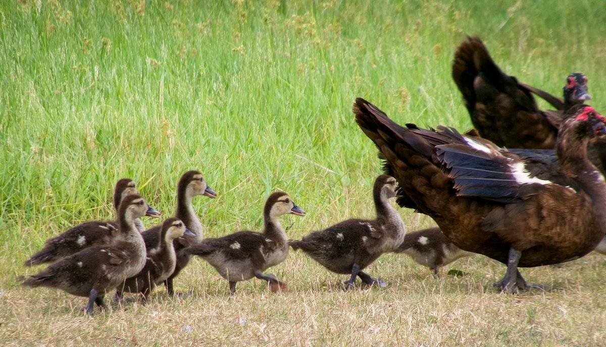 some new photography 💟🦆