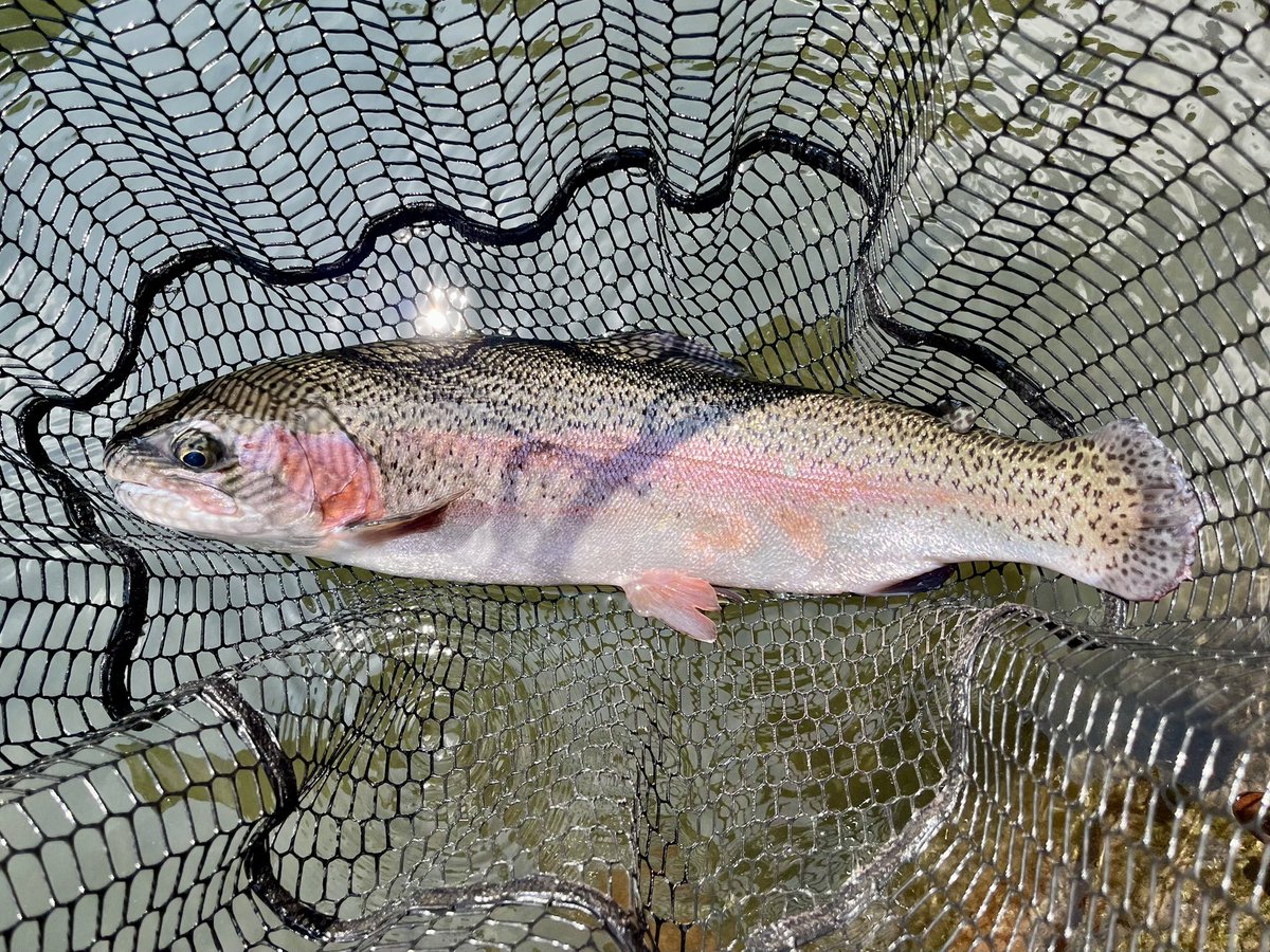 フライマンYOKOZUKA (@vxg_fd) / Posts / X