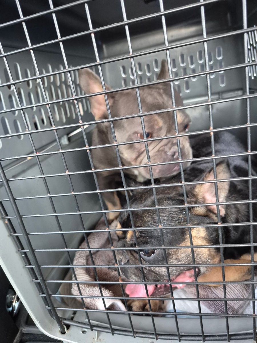 WolfSpitfire's tweet image. Two of these guys got rescued today and one of them has a home already. The little one on the bottom still needs a home to go to, hopefully soon ^^