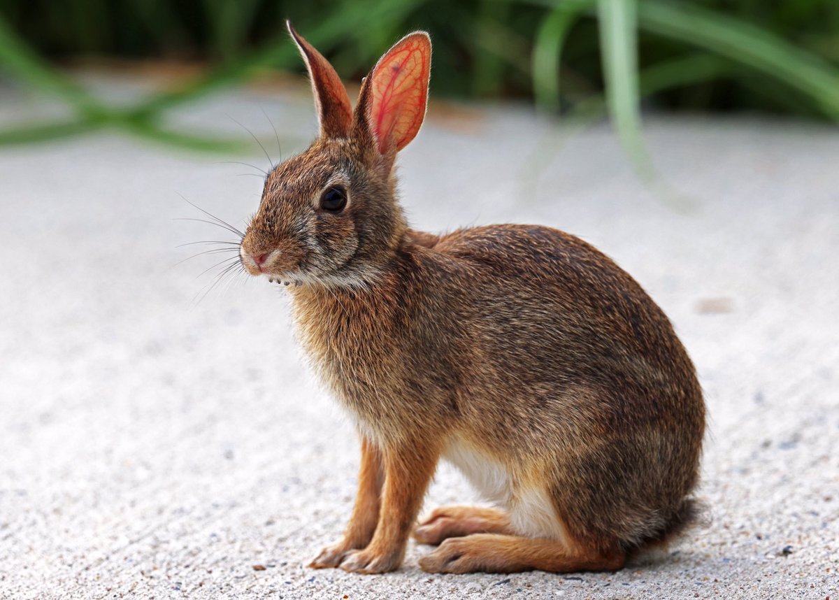 LeoPM20's tweet image. ***BE AWARE OF TICKS!!! Took these pictures this morning at Alley Pond Environmental Center, Queens. Poor rabbits have a lot of ticks on the them (ear and mouth). #tickseason #ticks #rabbit #bunny