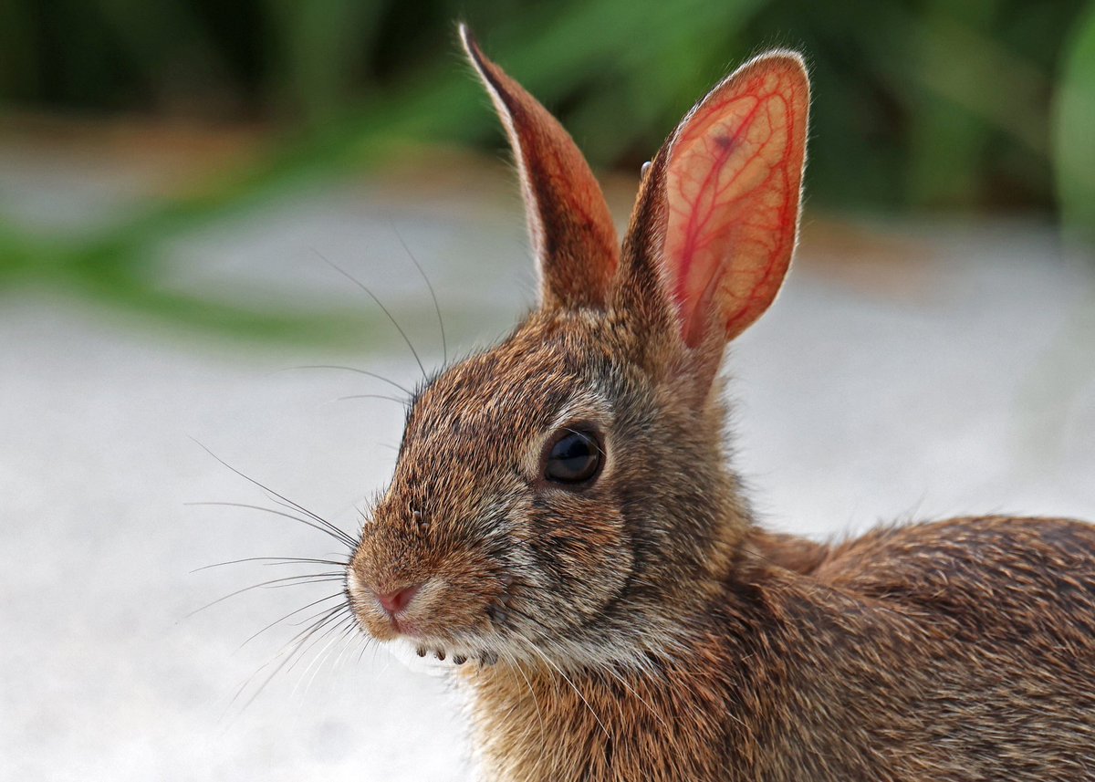 LeoPM20's tweet image. ***BE AWARE OF TICKS!!! Took these pictures this morning at Alley Pond Environmental Center, Queens. Poor rabbits have a lot of ticks on the them (ear and mouth). #tickseason #ticks #rabbit #bunny