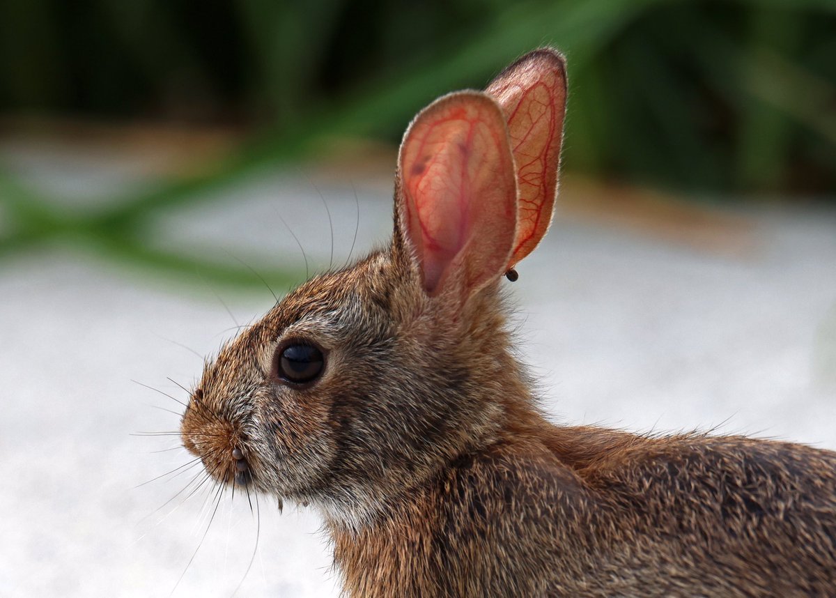 LeoPM20's tweet image. ***BE AWARE OF TICKS!!! Took these pictures this morning at Alley Pond Environmental Center, Queens. Poor rabbits have a lot of ticks on the them (ear and mouth). #tickseason #ticks #rabbit #bunny