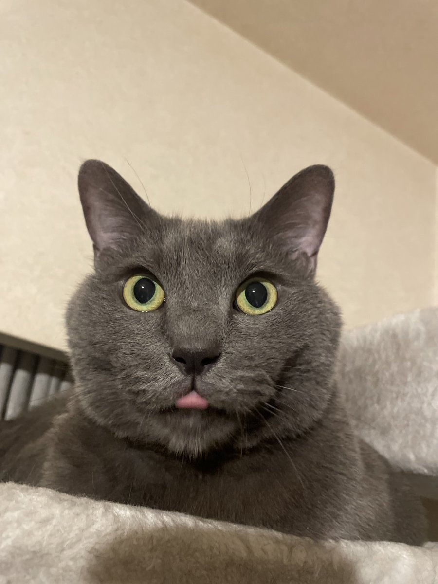 ねこ TAKT on X: 