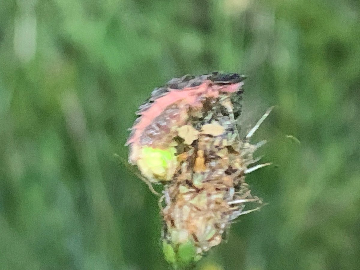 kentdowns6's tweet image. Big thanks to John @KentBatgroup & Simon for our farmer group talk & walk on bats & glowworms. Great to see glowworms, serotine, myotis and pip' sp on the tour of one of our farm's truly inspiring landscape of new flower rich grasslands, scrubby field edges and billowing hedges