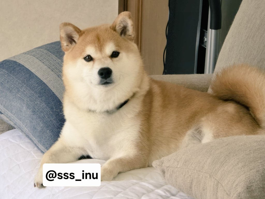 いぬズ 楽天市場】セール 犬 服 春夏 スヌーピー タンクトップ 小型犬