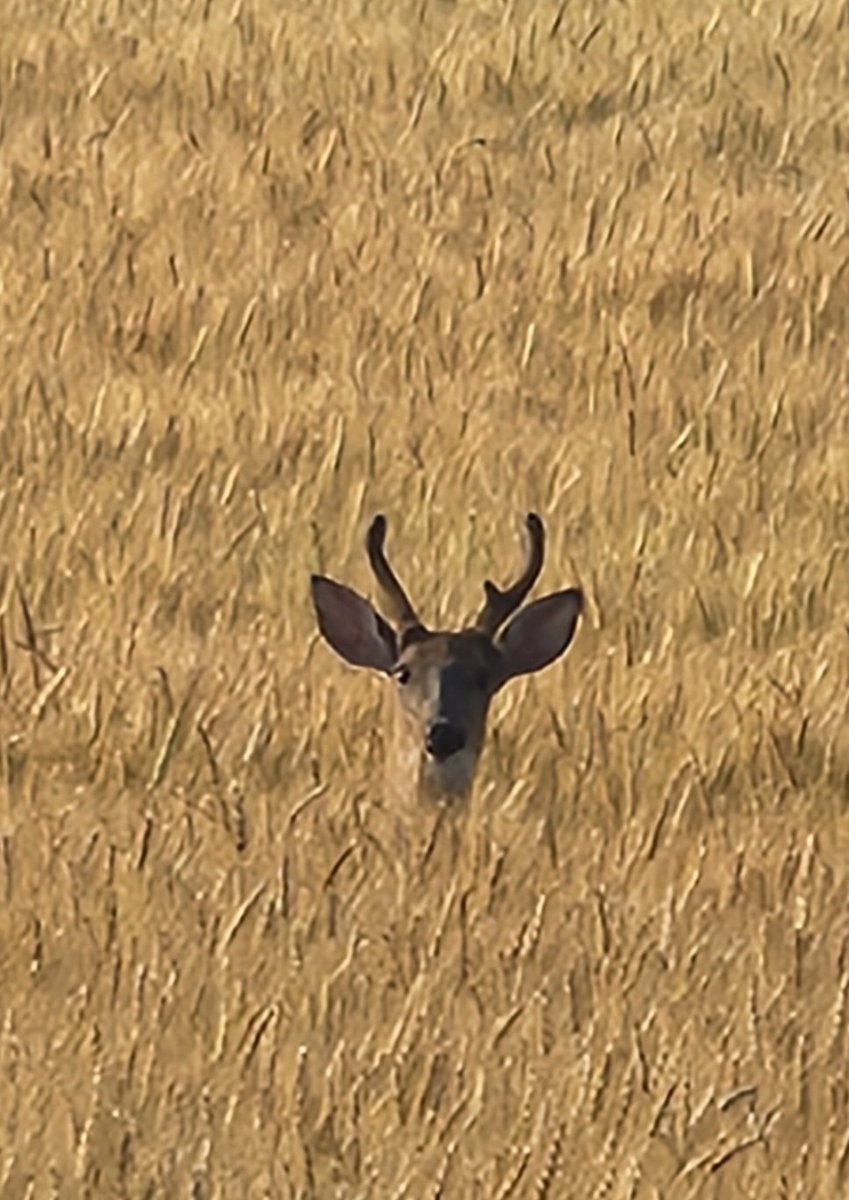 Watching us watching you. Home farm, Walkerton.