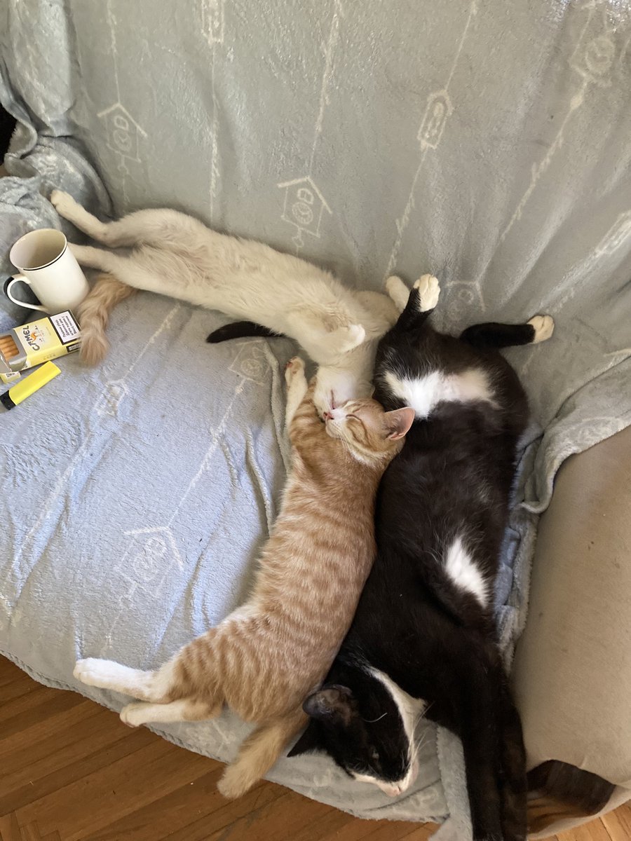 misbarbosa1's tweet photo. @babamandrak Deka 11 godina I dva monstruma od 4 meseca. Dvorište, mace, kuce. Kao neko ko je povezan sa Azilom za pse, mogu samo reći da sam razočarana količinom nehumanog ponašanja, u smislu, bacanja štenaca, ostavljanja pasa ispred Azila itd.. Niko ne udomljava, svi ih bacaju. Tuga https://t.co/7LCAxANbXH
