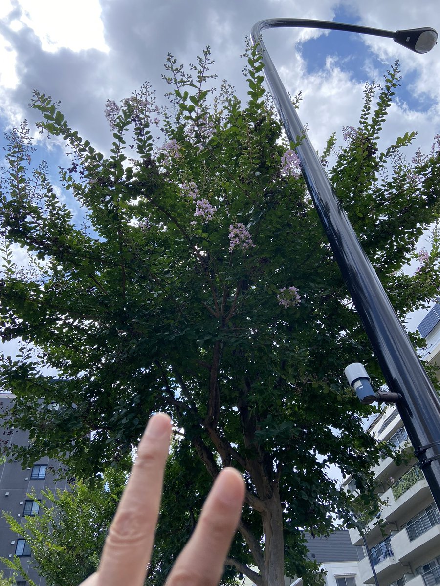 グッモー✌️夏間近❗️なかなか明けない梅雨。夏の風物詩の一つ『百日紅(サルスベリ)』の木🌲に花が咲き始めましたよ♪紅・紫・白、この辺がポピュラーな色かな、後ひと月弱で文化村商店街通りもサルスベリで満たされますよ。歩行者の方、車運転の方達に、安ら木(ぎ)を。サン木ユー、ははは🤗