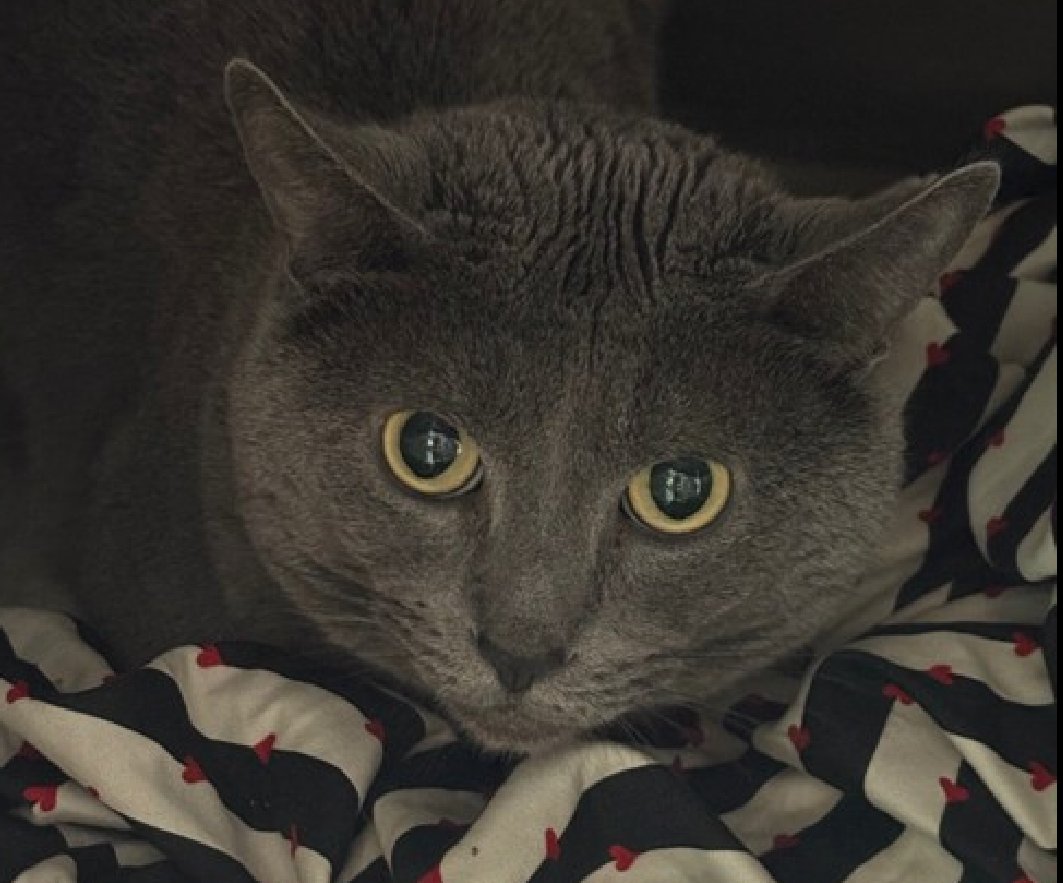 Jack5928 (@jlthekid9999) on Twitter photo ๐๐ KANE, 2 YO, MALE โ IN QUEENS ACC - came into the shelter as an aco - impound on 6/13/2025. ๐๐ ๐ฟ ๐ฟ ๐ฟ ๐ฟ
โก๏ธTBD 7/15/25
โก๏ธ NEW HOPE PARTNER RESCUE ONLY
โก๏ธ MEDICAL PRIORITY โ NEEDS MORE CARE AND ATTENTION THAN THE SHELTER CAN PROVIDE.
โก๏ธ ๐๐ 1ST Chance on Emergency ๐๐ KANE, 2 YO, MALE โ IN QUEENS ACC - came into the shelter as an aco - impound on 6/13/2025. ๐๐ ๐ฟ ๐ฟ ๐ฟ ๐ฟ
โก๏ธTBD 7/15/25
โก๏ธ NEW HOPE PARTNER RESCUE ONLY
โก๏ธ MEDICAL PRIORITY โ NEEDS MORE CARE AND ATTENTION THAN THE SHELTER CAN PROVIDE.
โก๏ธ ๐๐ 1ST Chance on Emergency