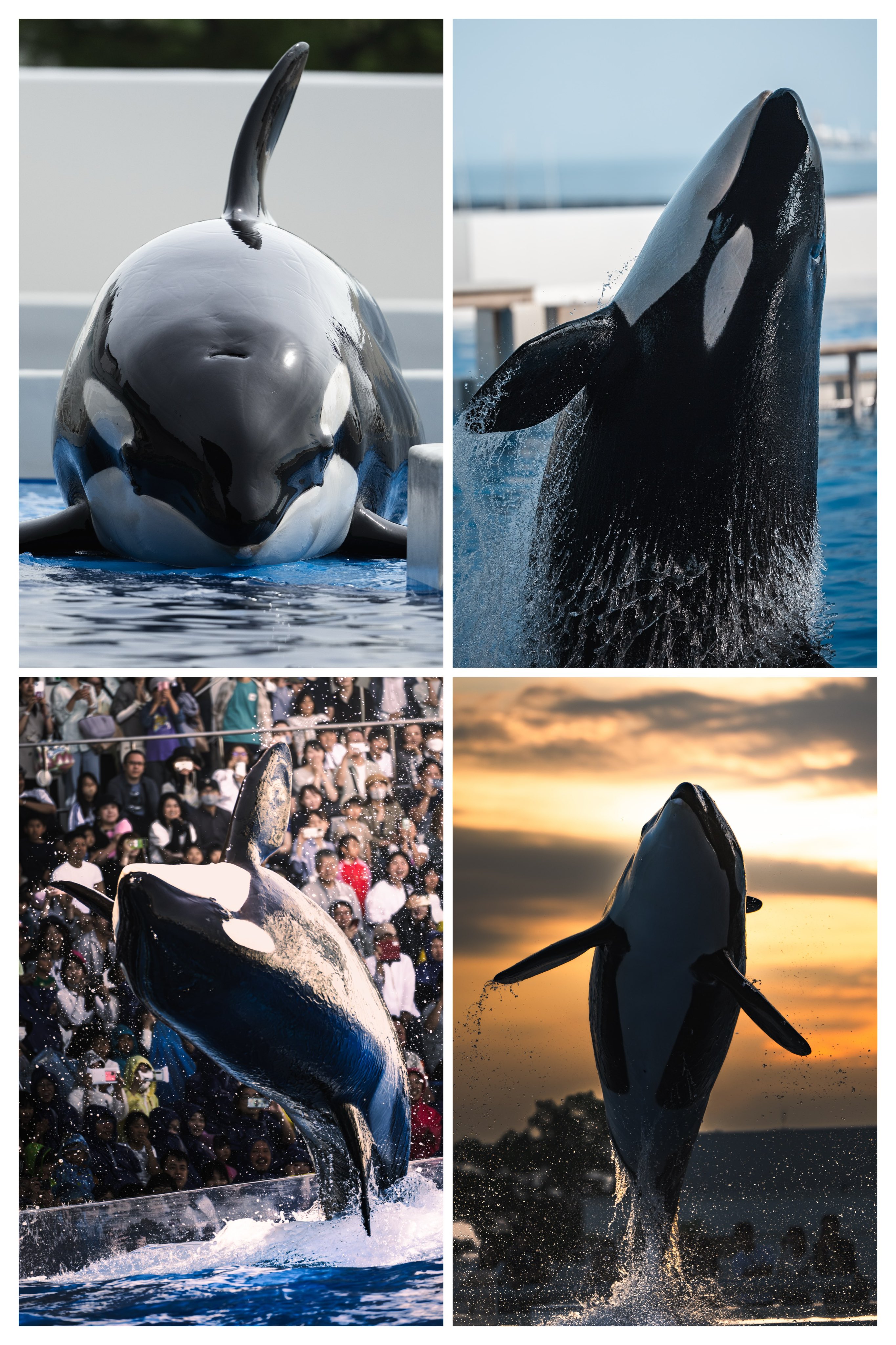シャチがいる 告知】日本で野生のシャチに出会えるって知ってた!?水口博也さん