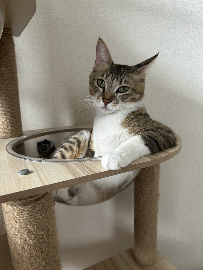 tortoiseshell_9's tweet image. 🐱たまんとこくるか？？
