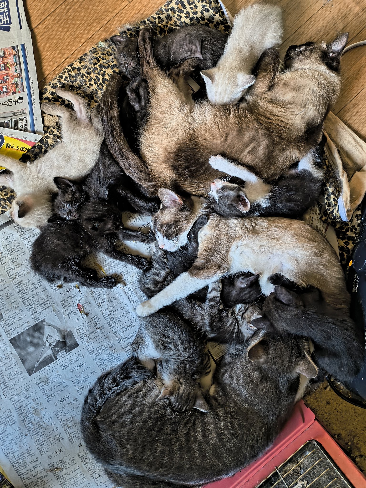 ペギー🐱しばらくここで仮住まい on X: 