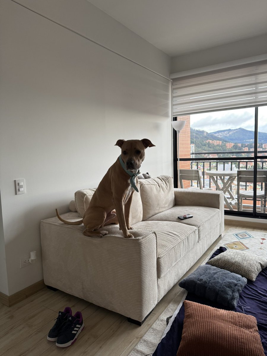 Sus perros hacen algo que los caracteriza??? 
Magnus se sienta en los brazos del sofá y en las sillas del comedor 🥰