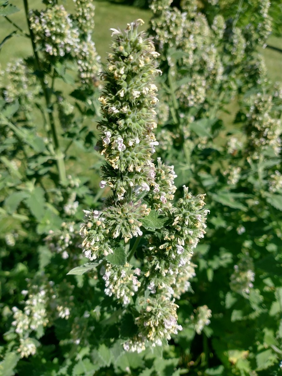 CatnipKittyCat's tweet photo. Notice that the #buds – once #pollinated by the #honeybees – have now transitioned into cupped green #seed buds - the part of the #catnip that #cats crave – SO flavorful! These bud clusters grow taller and taller all season long and may have hundreds of buds before harvest time. https://t.co/YICkAwzAc6