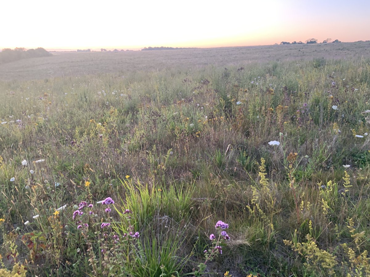 kentdowns6's tweet image. Creating high nature value areas at scale reaping rewards with this contiguous 120ha sweep of new wildflower grasslands blending into woodland networks/ glades & mini meadows. Small blue & bright wave appearing in wood meadows, & large feeding parties of swifts & hobbies at dusk