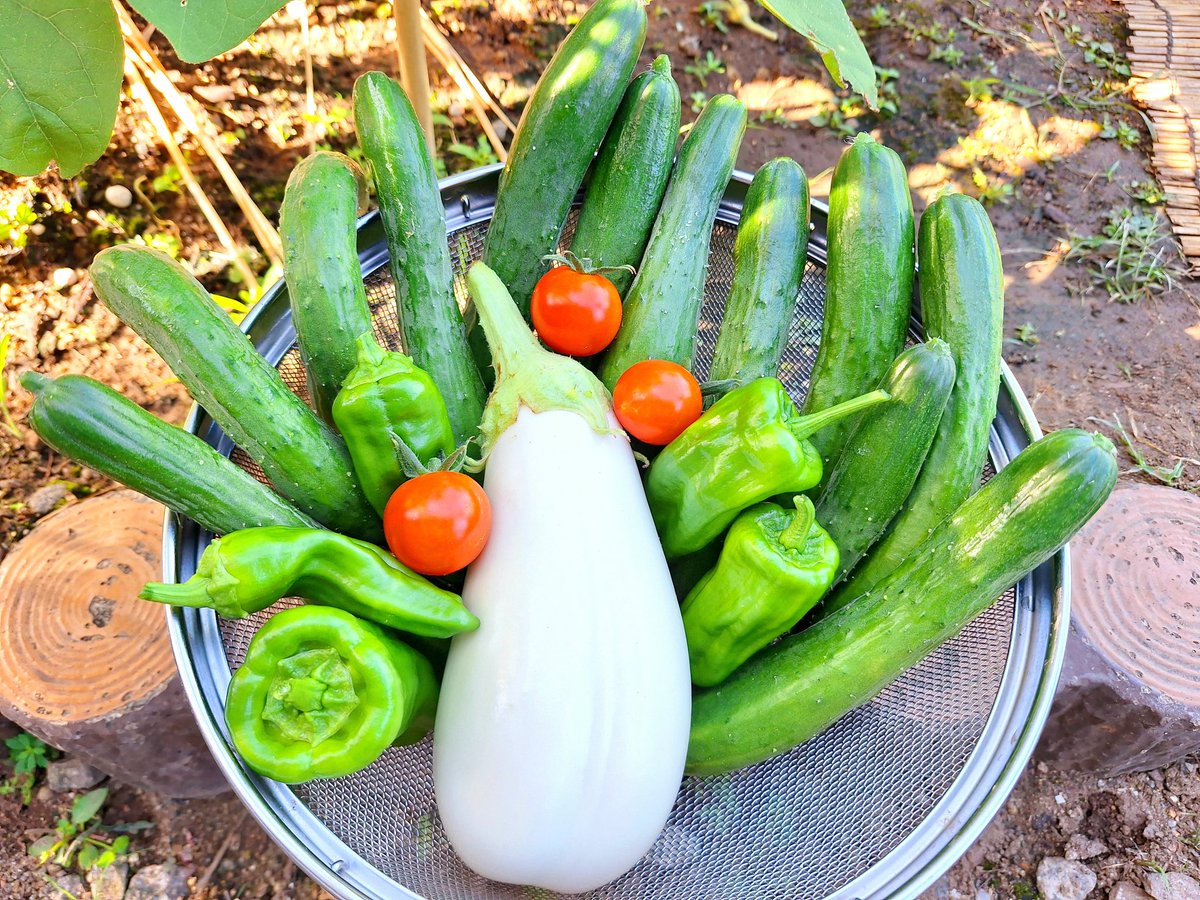 おはようおかひじき☘️
今朝の収穫🥒🍅🍆🫑
白ナスはずっと調子いいなあ
ゆっくり木を大きく育てたから病気にも強いし大きいナスができる!!!
勉強になった✨キュウリは12本
今週も仕事頑張るぞ〜💪

現在キュウリ 133本目🥒
