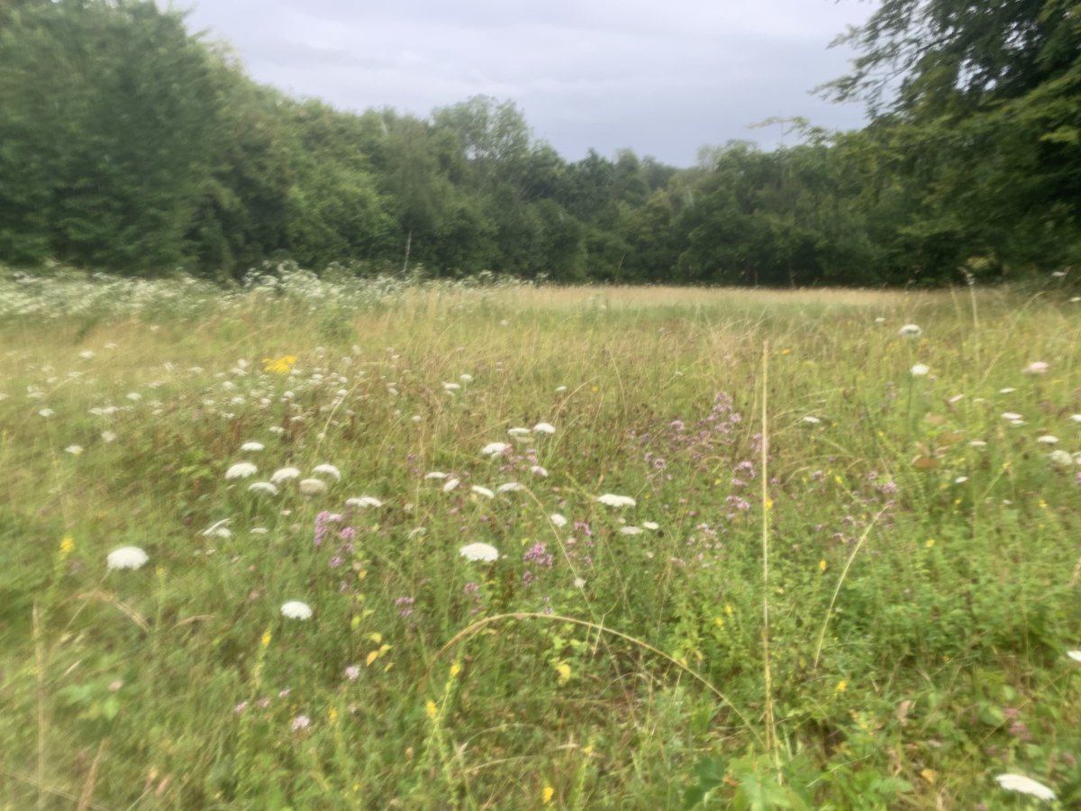 kentdowns6's tweet image. Creating high nature value areas at scale reaping rewards with this contiguous 120ha sweep of new wildflower grasslands blending into woodland networks/ glades & mini meadows. Small blue & bright wave appearing in wood meadows, & large feeding parties of swifts & hobbies at dusk