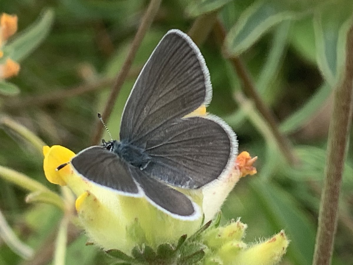 kentdowns6's tweet image. Creating high nature value areas at scale reaping rewards with this contiguous 120ha sweep of new wildflower grasslands blending into woodland networks/ glades & mini meadows. Small blue & bright wave appearing in wood meadows, & large feeding parties of swifts & hobbies at dusk