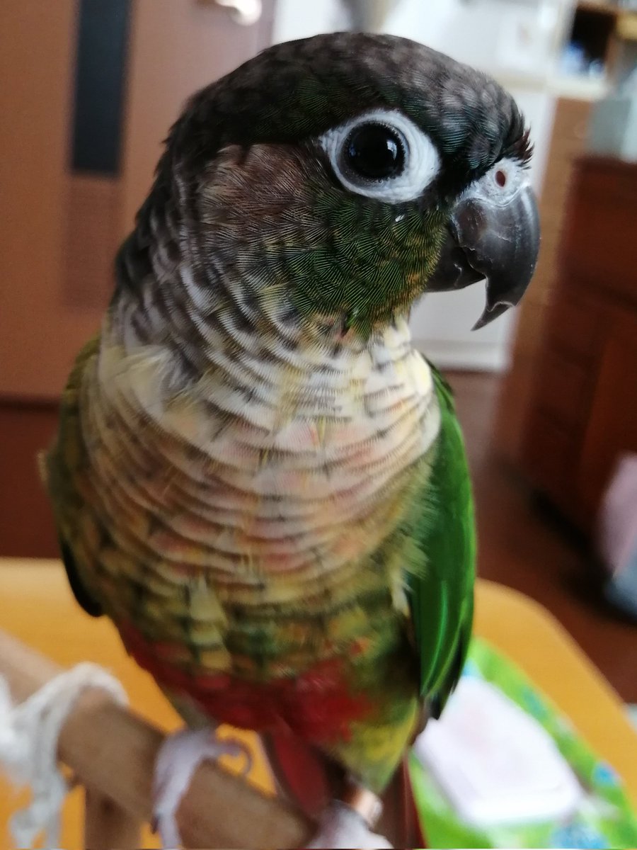 めーちゃんは
今日もやる気満々なお顔😄
なのにお留守番でごめん🙏

#ウロコインコ　#めるも