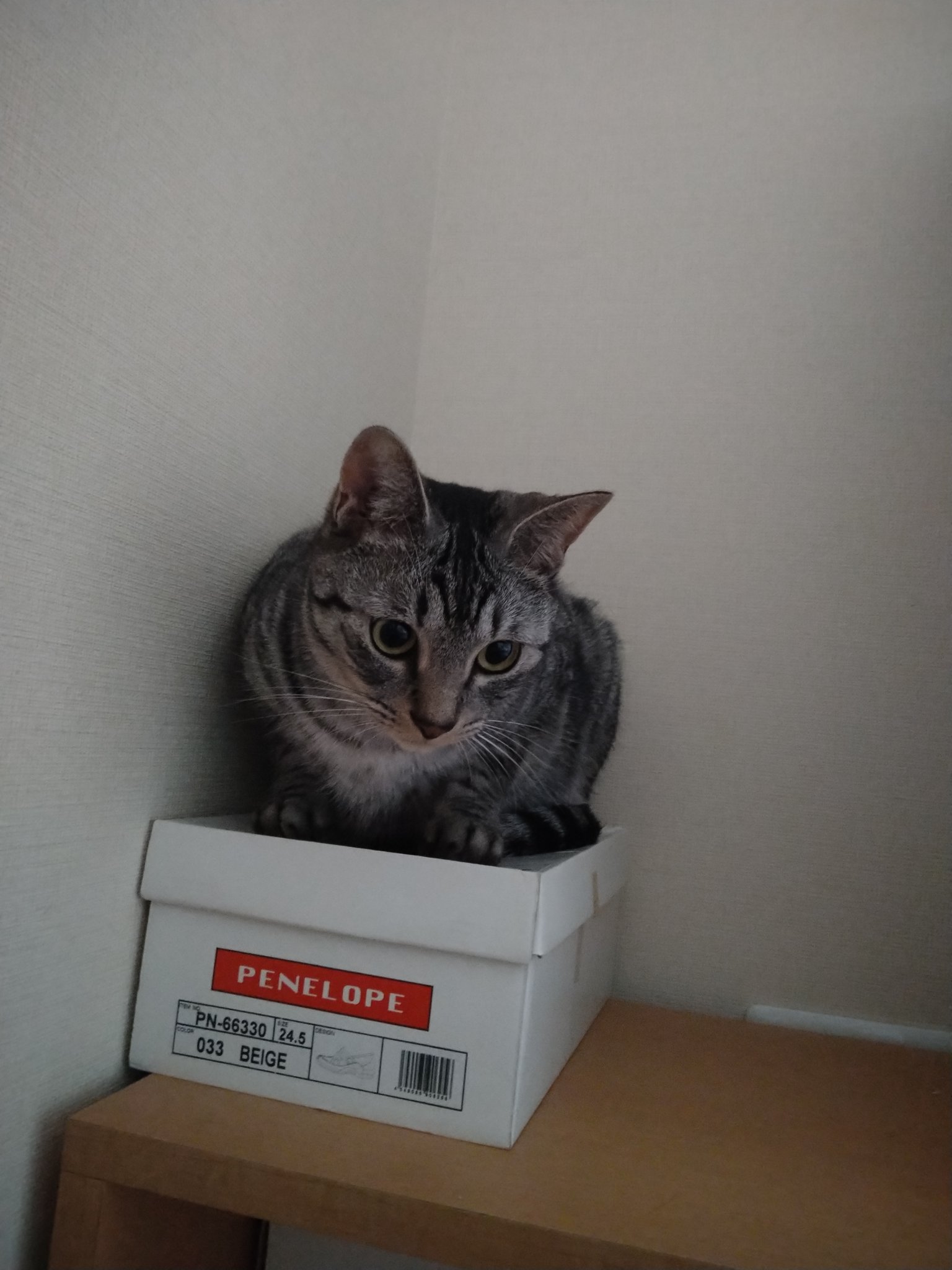 ねこ 猫ちぐら（藍色）猫ハウス【上横開きタイプ】＞翌月末迄に順次