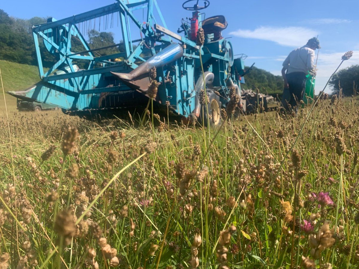 kentdowns6's tweet image. This year's program of wildflower seed /green hay spreading gets off to start combine harvesting of yellow rattle from 20 yr old sites (for cleaner sample) & then taken to be spread on newly developing grasslands with fertiliser spreader. Farmers leading nature recovery at scale