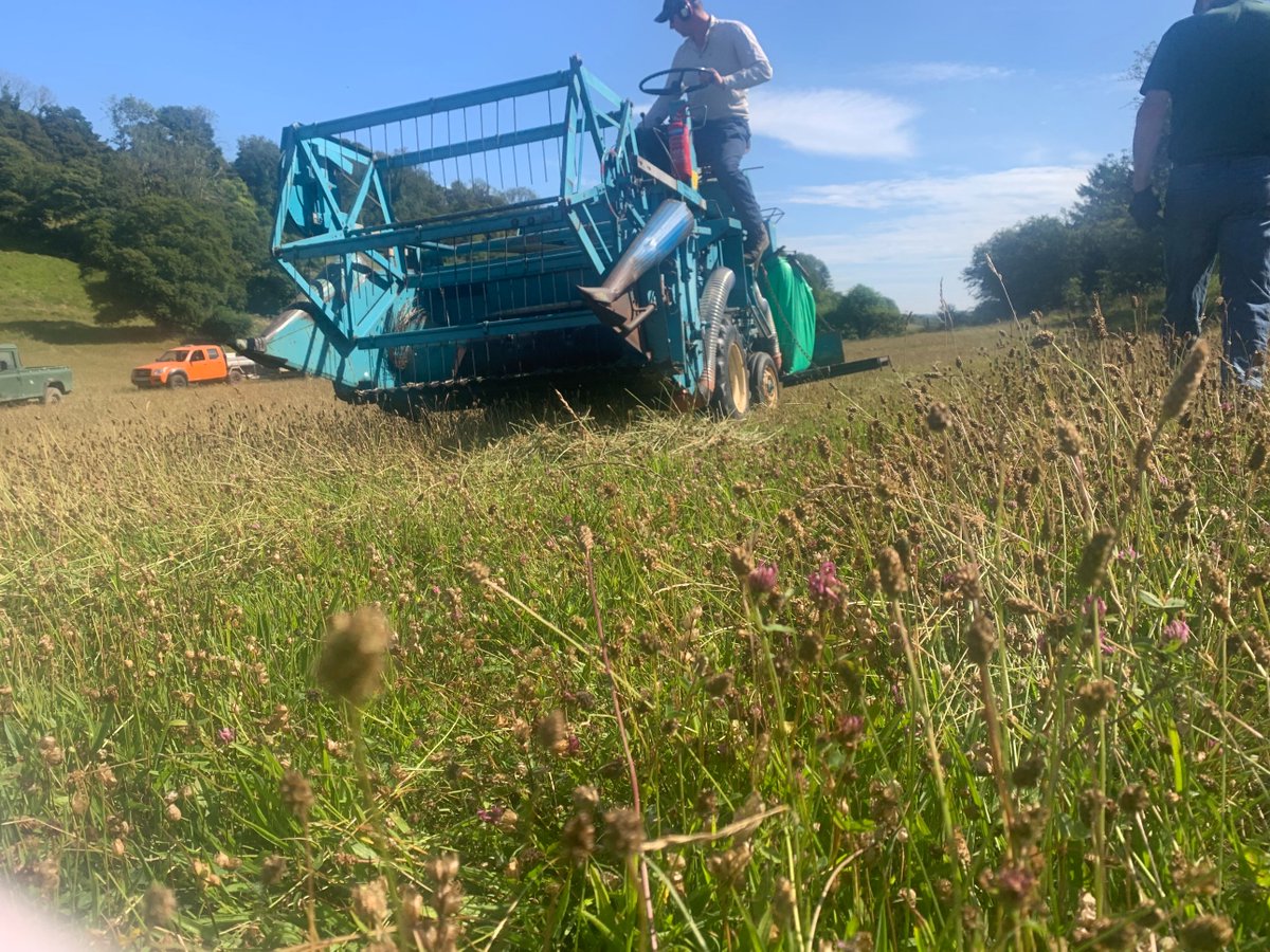 kentdowns6's tweet image. This year's program of wildflower seed /green hay spreading gets off to start combine harvesting of yellow rattle from 20 yr old sites (for cleaner sample) & then taken to be spread on newly developing grasslands with fertiliser spreader. Farmers leading nature recovery at scale
