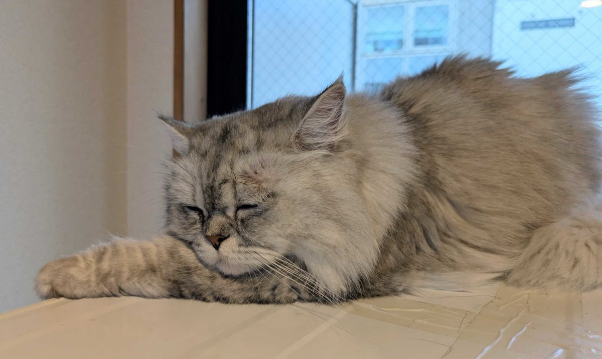 vivi猫 猫のたろう on X: 