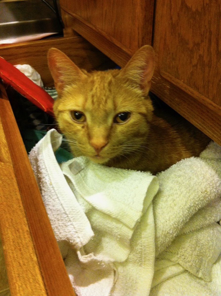 OETKB2's tweet image. I lost this handsome guy to cancer on Friday. He was 17 and the best kitty. I am still so sad, maybe I'm pathetic, but so be it. RIP Milo ๐