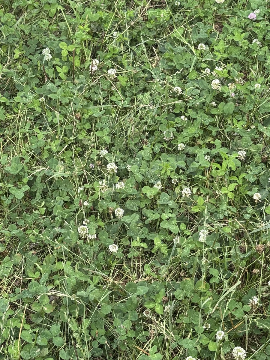 GGunthorp's tweet photo. Our sheep are on daily moves at the solar site.  Their daily paddock is about 6 to 10 acres. They are doing a fabulous job of vegetation management, having a lot of lambs, and the lambs are growing like weeds. https://t.co/3lV6Nr5JZi