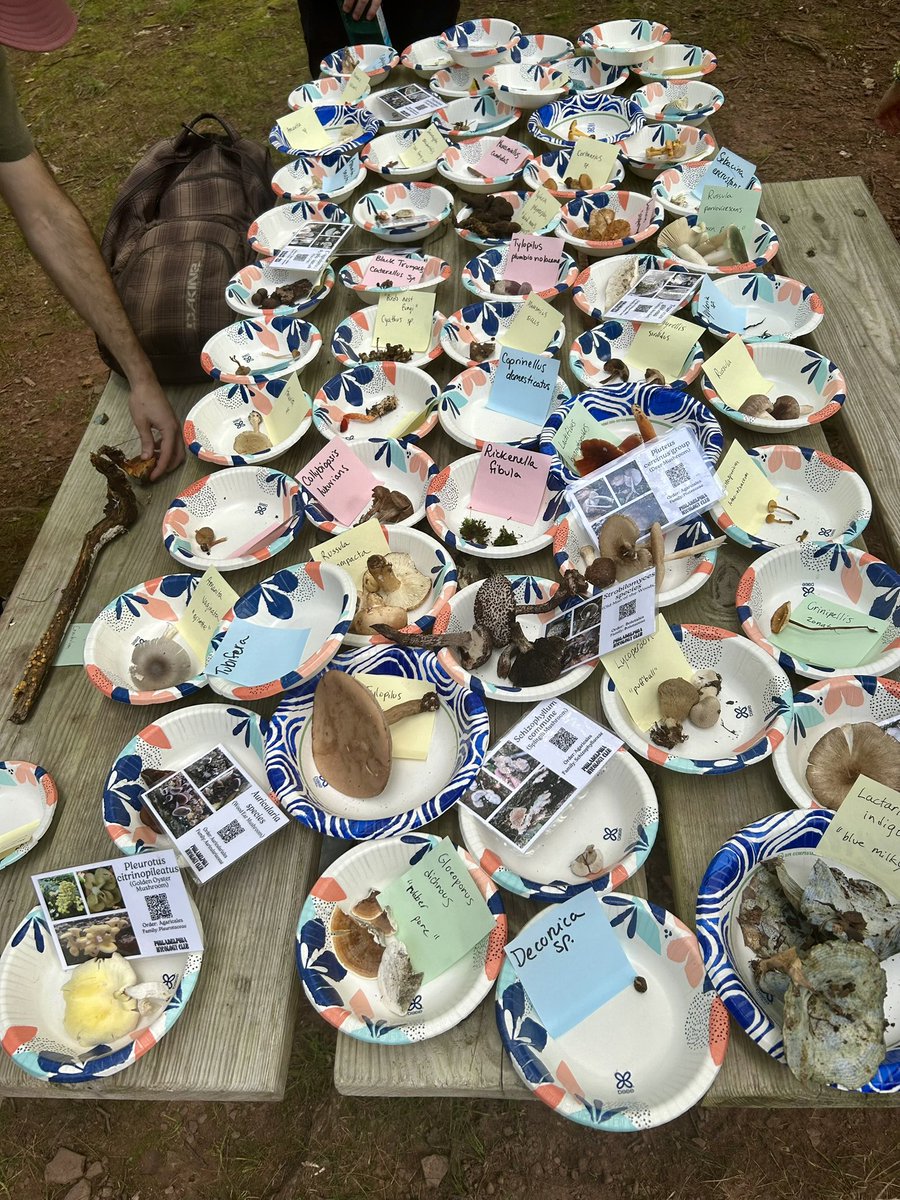 Essau1969's tweet image. #SundayFunday #Foray #Hike #Mushrooms LFG!!!!!!!!🥾🍄