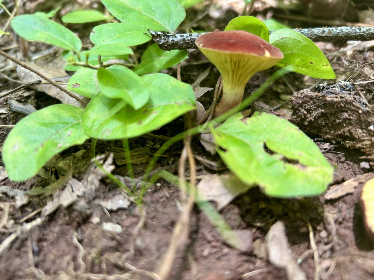 Essau1969's tweet image. #SundayFunday #Foray #Hike #Mushrooms LFG!!!!!!!!🥾🍄