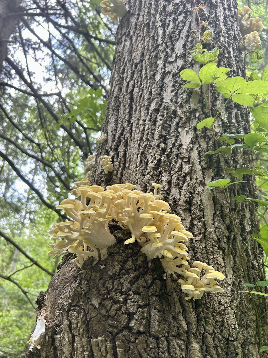 Essau1969's tweet image. #SundayFunday #Foray #Hike #Mushrooms LFG!!!!!!!!🥾🍄