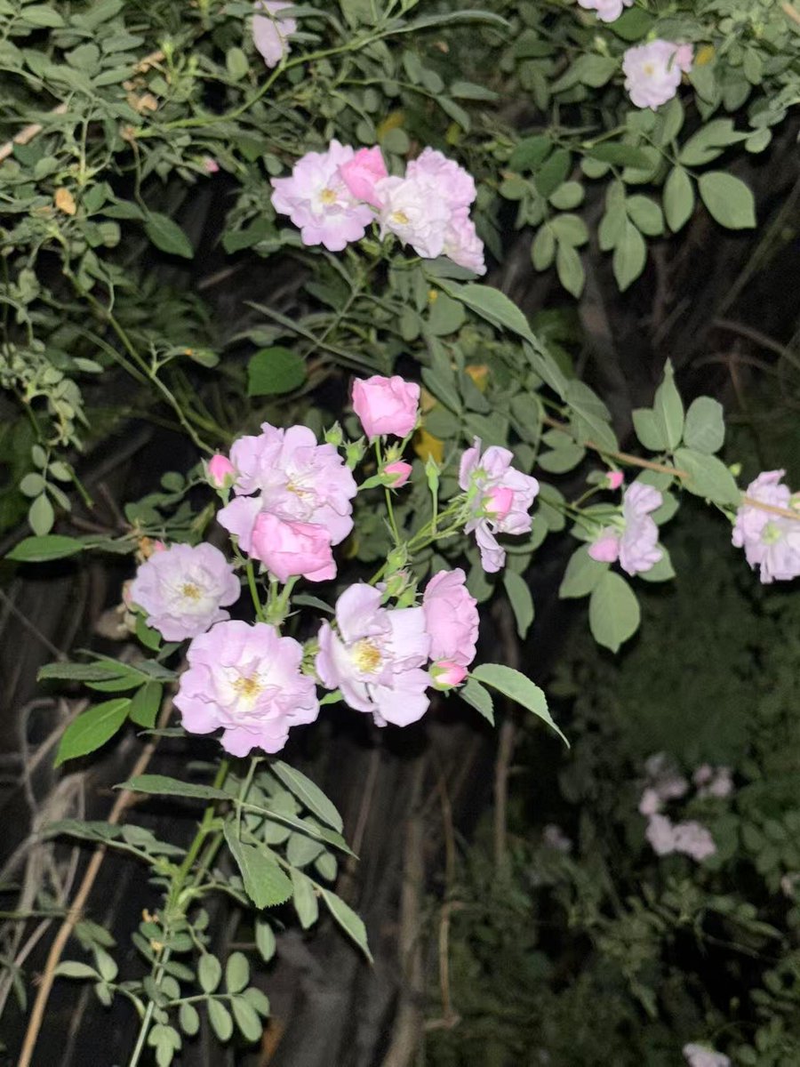 I think if you love flowers, you will never lack love from people. 😍