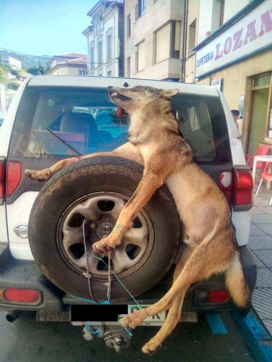 Un #ParaísoNatural donde los ganaderos provocan 1.222 incendios forestales al año (el 95,02% del total de incendios forestales anuales) y donde el <a href="/GobAsturias/">Principado de Asturias</a> mata #lobos acientíficamente para contentar a los primeros y ganar cuatro putos votos.