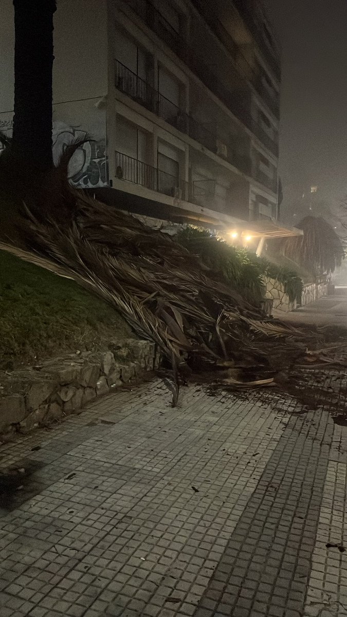 franceschi_sofi's tweet photo. Se acaba de caer un pedazo de palmera, la cual hace meses que dicen que la van a sacar . A quién llamar un domingo para que solucione esto y no produzca un problema mayor? 
#palmera #IMM #intendencia #montevideo @montevideoIM https://t.co/d2oQzJVQOr