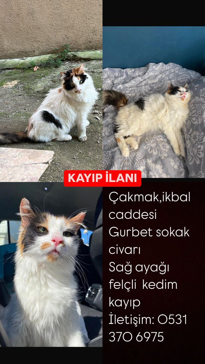 ‼️ 
Kardeşimin kedisi bahçede minderinde yatarken birileri almış götürmüş engelli kendi yemek yiyemez muhtemelen şu an aç barınağa yada bi kliniğe bırakıldı/bırakılacak diye endişeliyiz 
Çipli dişi kısır
LÜTFEN PAYLAŞIR MISINIZ
ümraniye