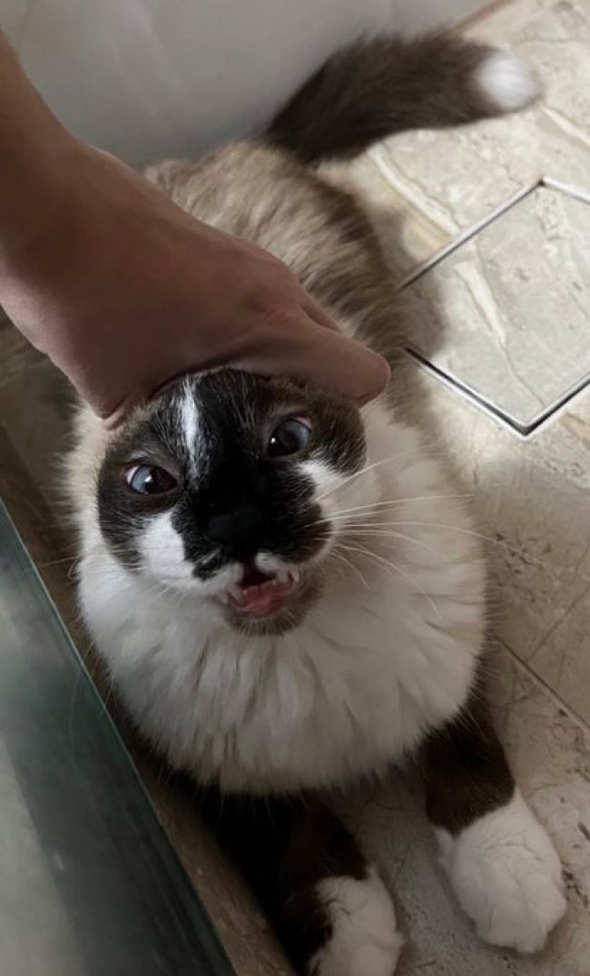 Cats with their heads held back (@catsheld) on Twitter photo 
