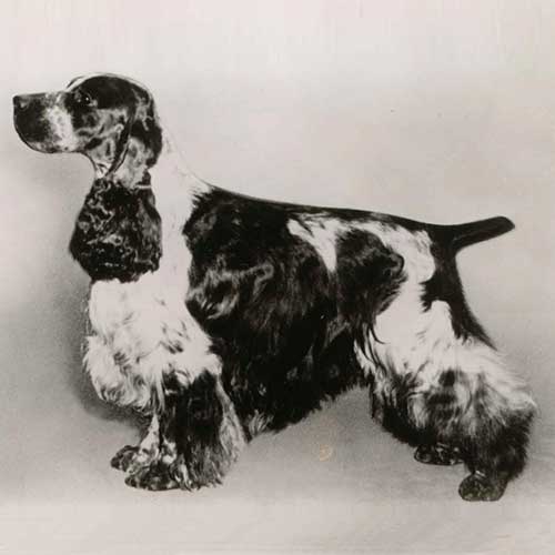 Showsight's tweet photo. In 1946, the AKC officially recognized the Cocker Spaniel (the U.S. type) and English Cocker Spaniel as separate breeds.🐾
https://t.co/AKQlgzAbPv
#englishcockerspaniel #purebred #dogshow #bestinshow #bestinshowsight #showsightmag https://t.co/B6G7lb5K6V