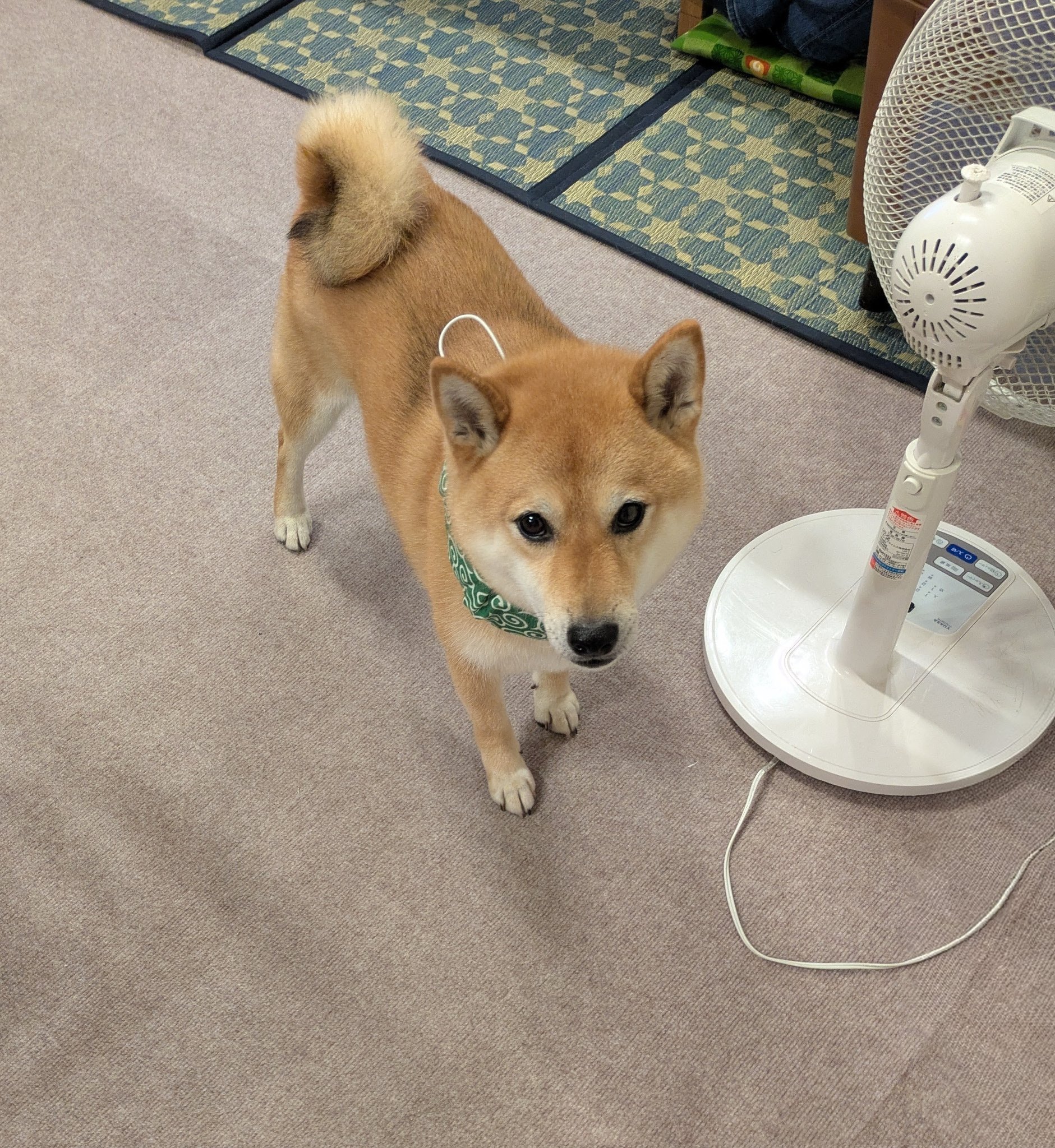 柴犬 ケーセン 柴犬 大：大きめ柴犬のぬいぐるみ | krtek select toys